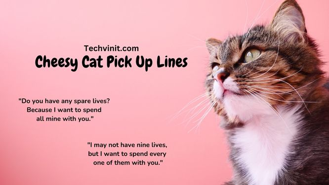 Cheesy Cat Pick Up Lines